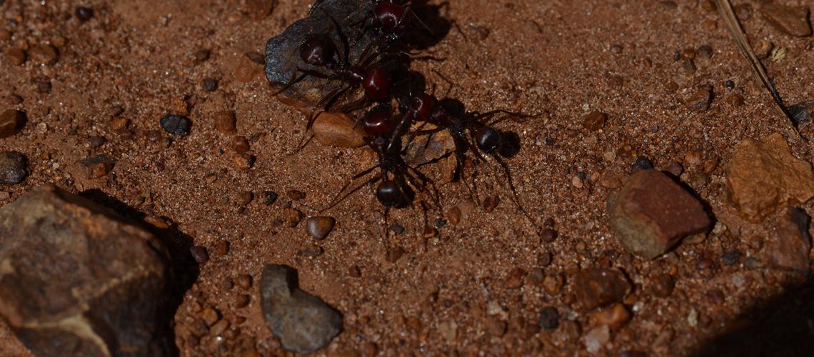  Context-dependent navigation in a collectively foraging species of ant, Messor cephalotes