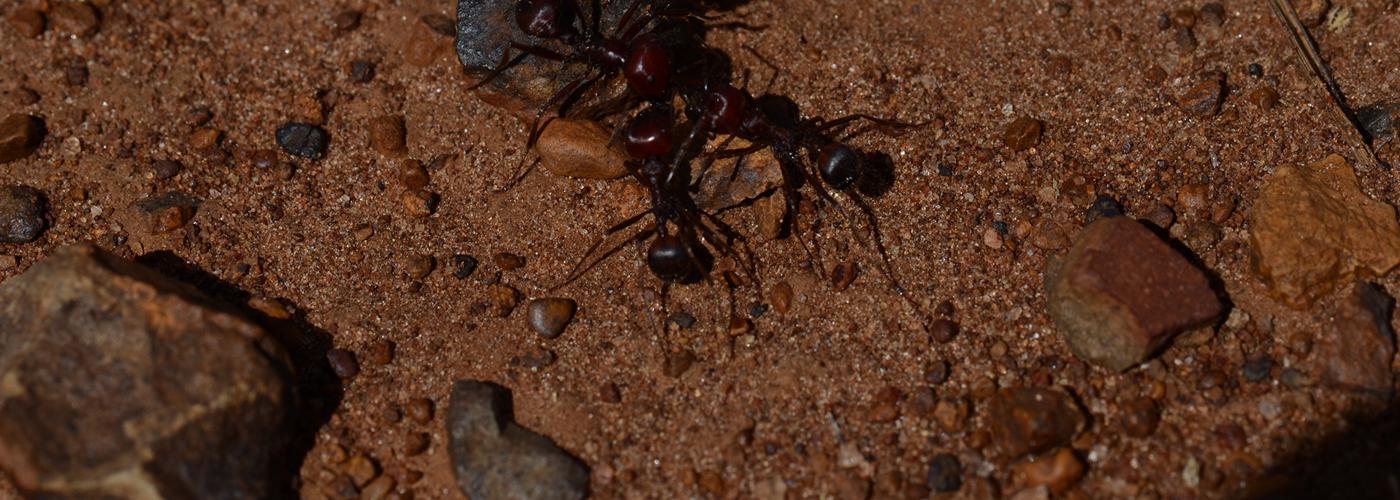 Context-dependent navigation in a collectively foraging species of ant, Messor cephalotes