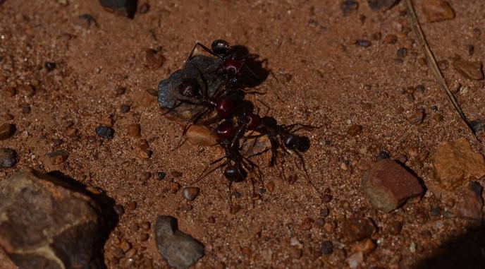 Context-dependent navigation in a collectively foraging species of ant, Messor cephalotes