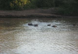 Img 8571
