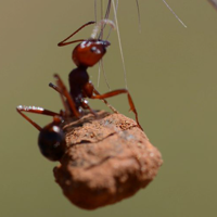 Context-dependent navigation in a collectively foraging species of ant, Messor cephalotes