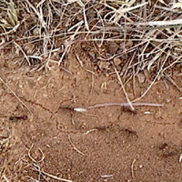 A human-computer collaborative workflow for the acquisition and analysis of terrestrial insect movement in behavioral field studies
