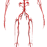 Performance Evaluation of Heterogeneous GPU Programming Frameworks for Hemodynamic Simulations